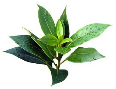 Fungent contiene olio dell'albero del tè