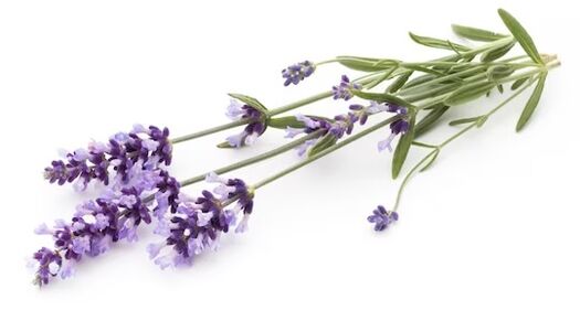 Fungent contiene olio di lavanda