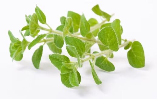 Fungent contiene olio di origano